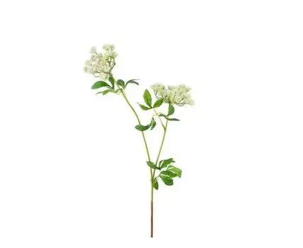 Анис цветущий белый (Белый)