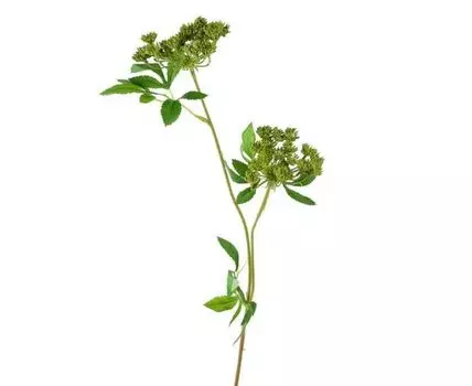 Анис цветущий зелёный (75, Зеленый)