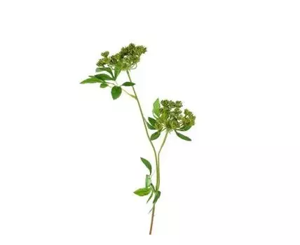 Анис цветущий зелёный (Зеленый)