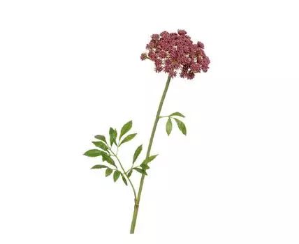 Анна Королевская