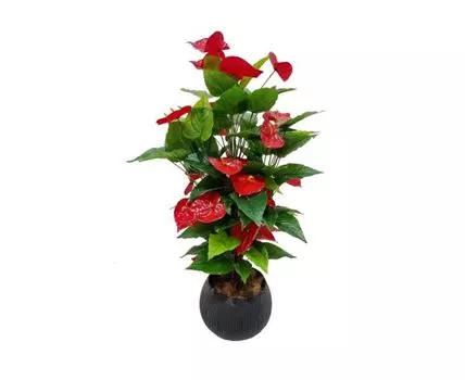 Антуриум Билли