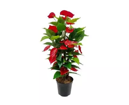 Антуриум Билли