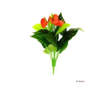 Антуриум Эдиссон Latex