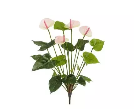 Антуриум куст де люкс