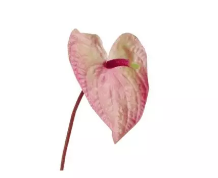 Антуриум Макс