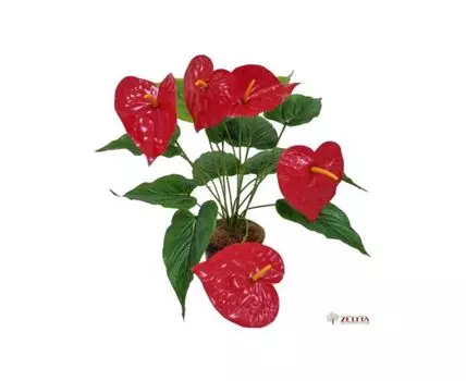 Антуриум РедЛав Latex