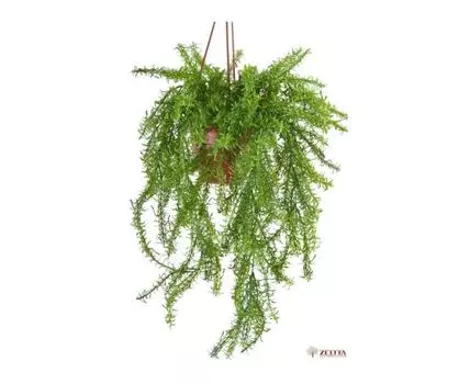 Аспарагус №2