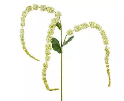 Аспарагус белый (90, Белый)