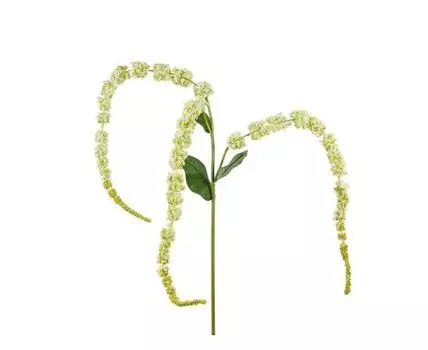 Аспарагус белый (Белый)