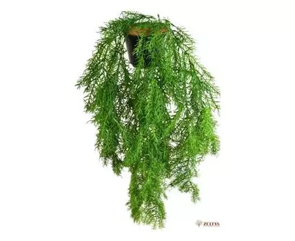 Аспарагус Дэш №2