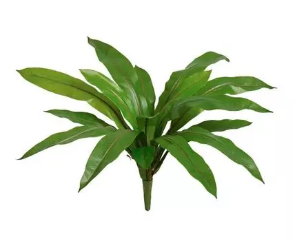 Асплениум узколистный