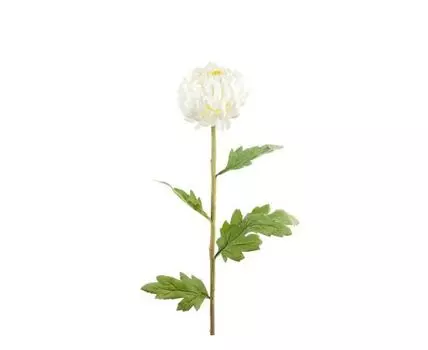 Астра белая (Белый)