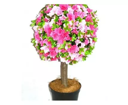 Азалия Абби