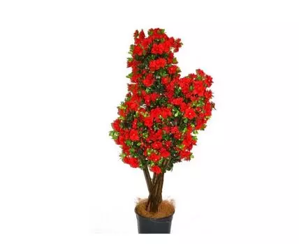 Азалия Соня