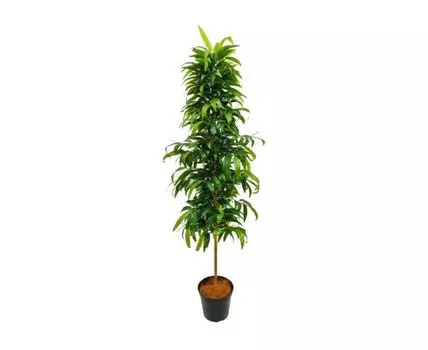 Бамбук Блик