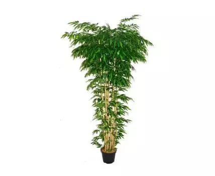 Бамбук Блюмс