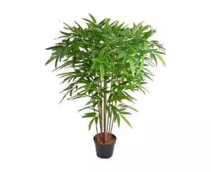 Бамбук Фред