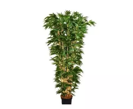 Бамбук Гросс