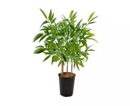 Бамбук Кент