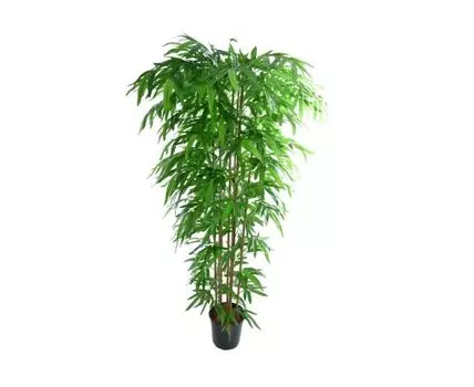 Бамбук Лайк