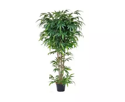 Бамбук Лойд