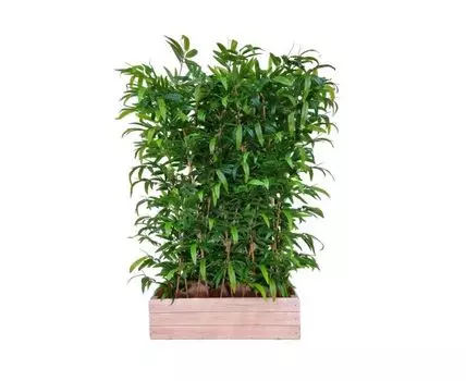 Бамбук Титан