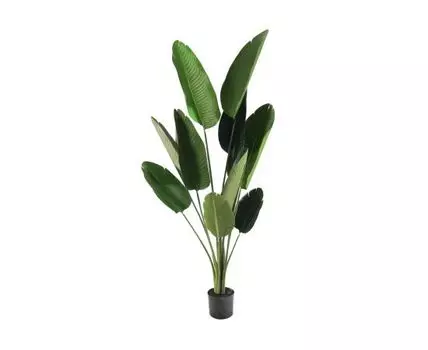 Банановая пальма Диор