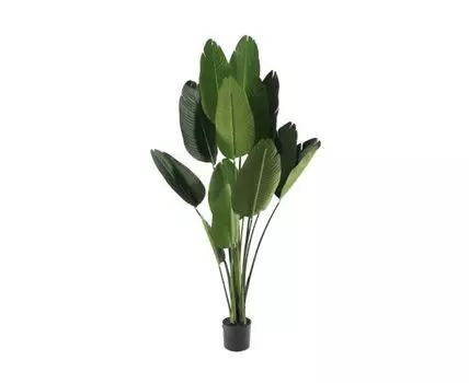 Банановая пальма Диор