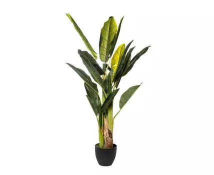 Банановый куст в горшке Garda Decor