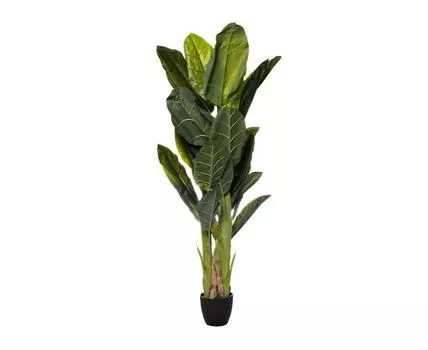 Банановый куст (Зеленый)