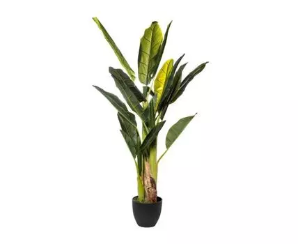 Банановый куст (Зеленый)