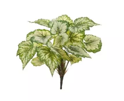 Бегония куст крупнолистная св.