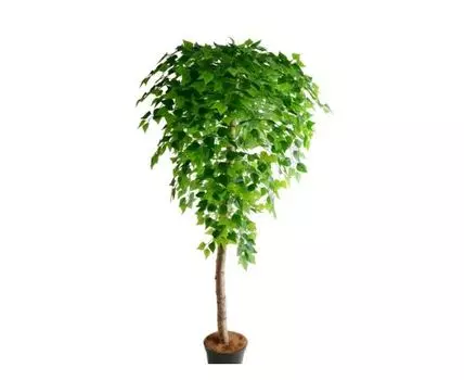 Береза Даниэлла