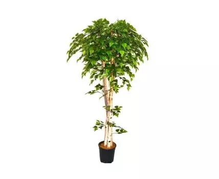 Береза Гольда