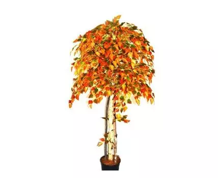 Береза Осень