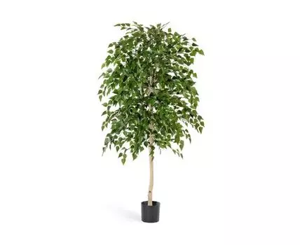 Берёза натуральная 140 см 2/2