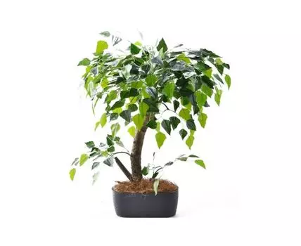 Бонсай берёза Найт