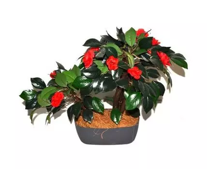 Бонсай Фаби