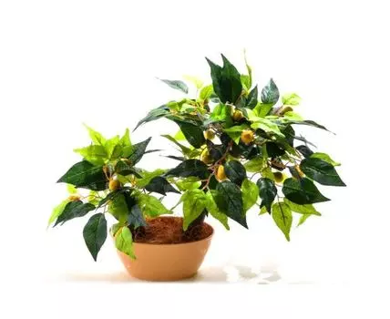 Бонсай Груша Моня