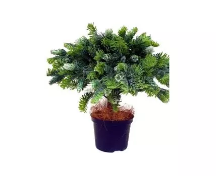 Бонсай Хитти