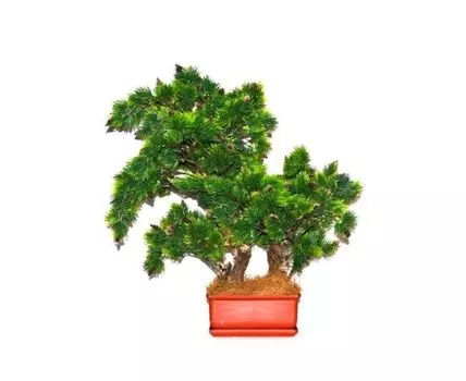 Бонсай Хвойник