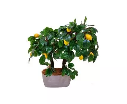 Бонсай Лимон Шеф