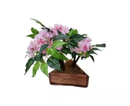 Бонсай Линда