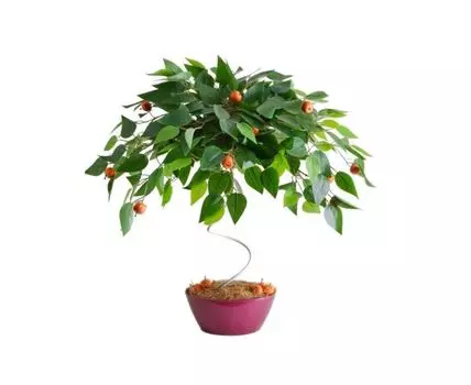 Бонсай Мандаринка