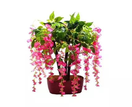 Бонсай Перфекшен