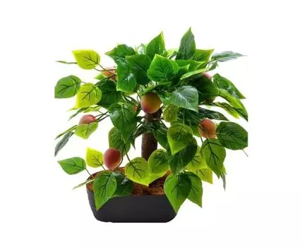 Бонсай Персик Грэмм