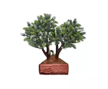 Бонсай Пихта