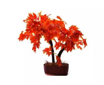 Бонсай Пируэт