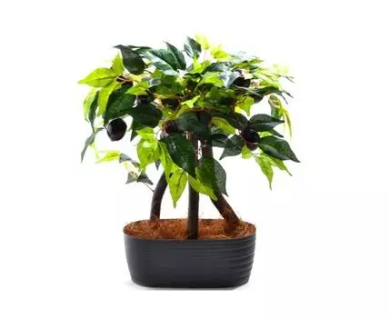 Бонсай Слива Мега