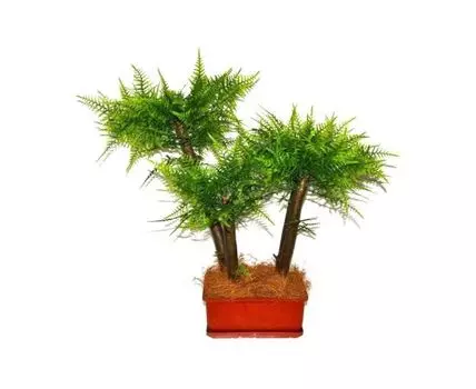 Бонсай Спарджин